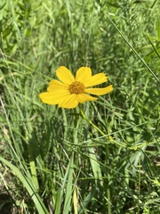 Coreopsis palmata