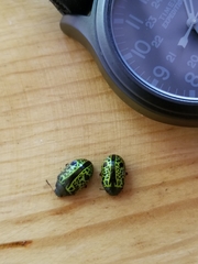 Calligrapha pantherina