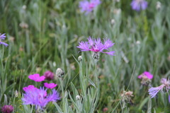 Centaurea fuscomarginata