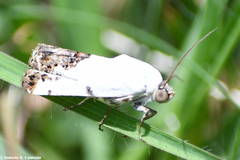 Tarache tetragona