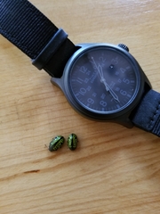 Calligrapha pantherina