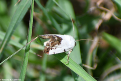 Tarache tetragona