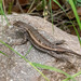 Striped Plateau Lizard - Photo (c) ronthill, some rights reserved (CC BY-NC)