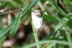 Tarache tetragona