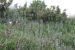 Centaurea fuscomarginata