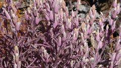 Castilleja plagiotoma