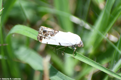 Tarache tetragona