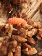 Bilobella braunerae