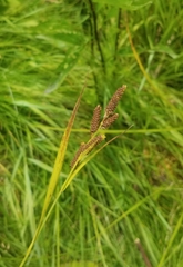 Carex shortiana
