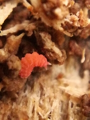 Bilobella braunerae