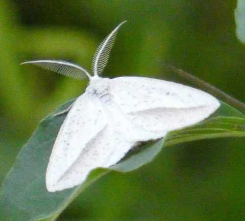 Speckled Lamplighter