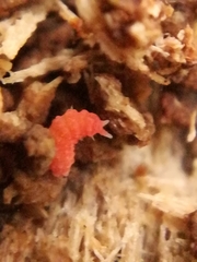 Bilobella braunerae