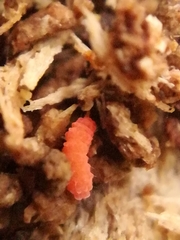 Bilobella braunerae