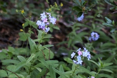Hackelia velutina