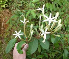 Morinda longiflora