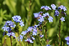 Hackelia velutina