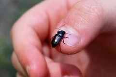 Coleoptera