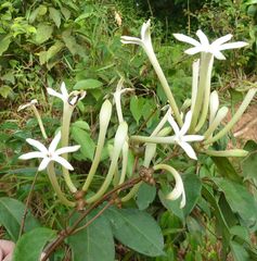 Morinda longiflora