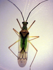 Felisacus elegantulus
