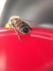 Apis mellifera