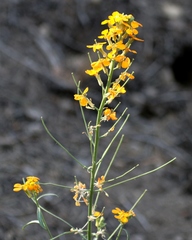 Erysimum perenne