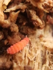 Bilobella braunerae