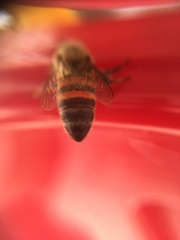 Apis mellifera