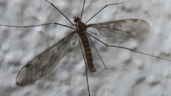 Leptotarsus simillimus