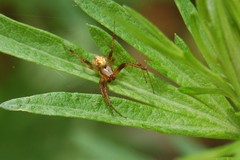 Araneidae