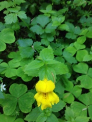 Erythranthe dentata