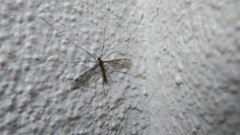 Leptotarsus simillimus