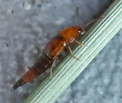 Tachyporus formosus