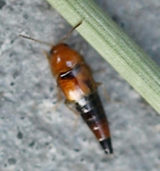Tachyporus formosus
