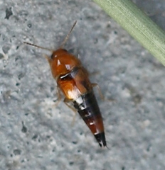 Tachyporus formosus