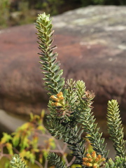 Monticalia ledifolia