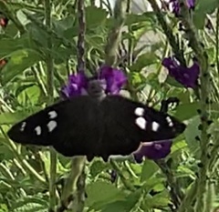 Polygonus leo pallida