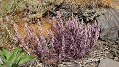 Castilleja plagiotoma