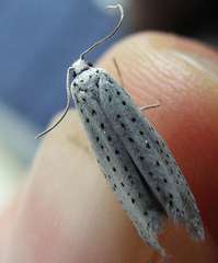 Yponomeuta evonymella