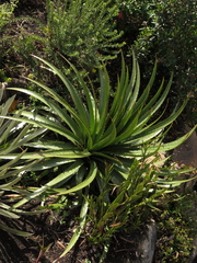 Puya nitida