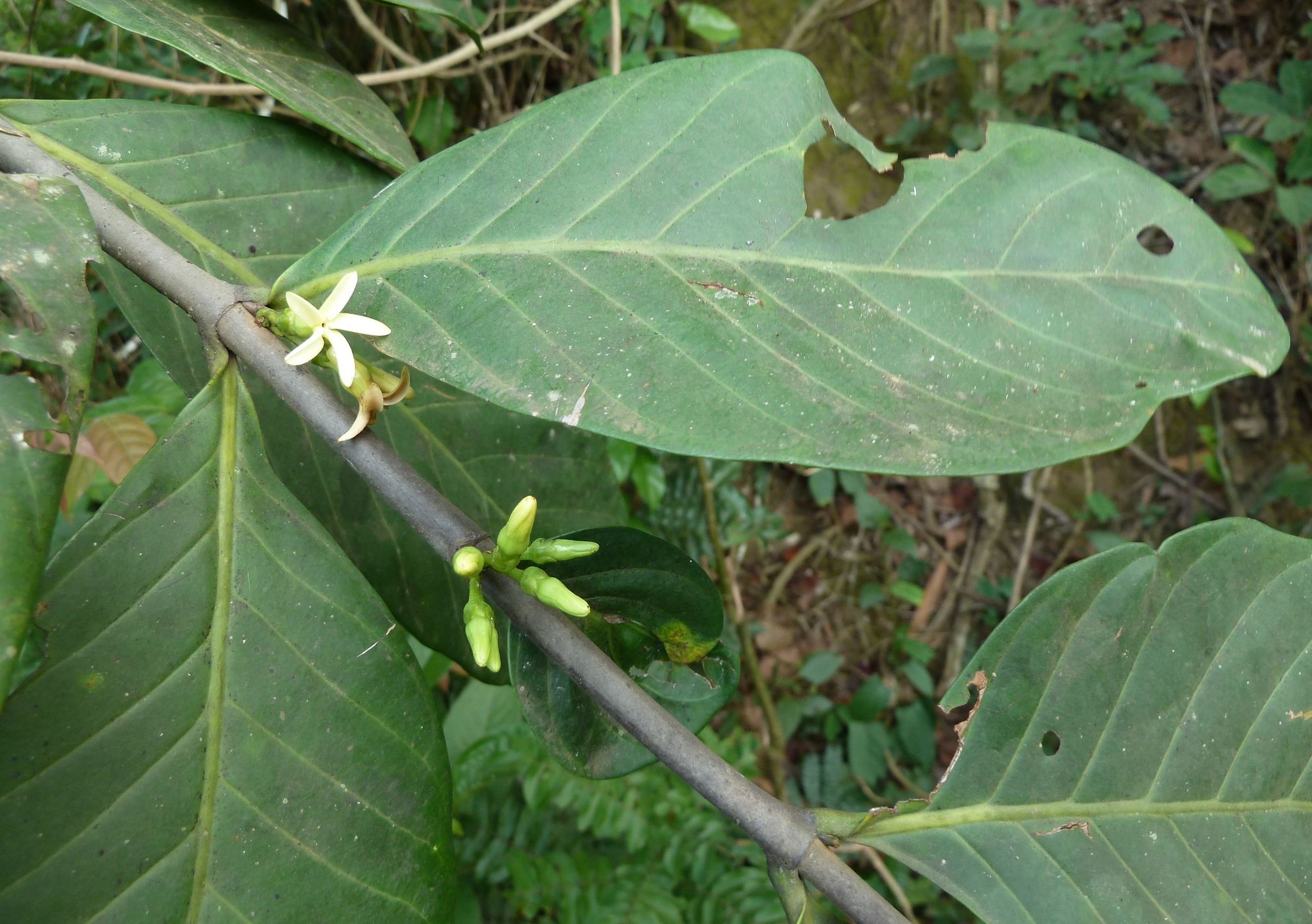 Funtumia africana