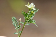 Astragalus bolanderi