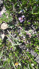 Astragalus vexilliflexus