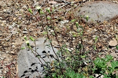 Chaenactis douglasii