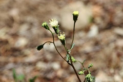 Chaenactis douglasii
