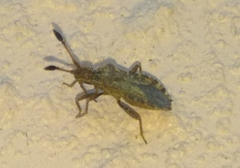 Strobilotoma typhaecornis