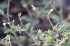 Allophyllum integrifolium