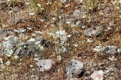 Perideridia parishii