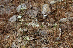 Perideridia parishii