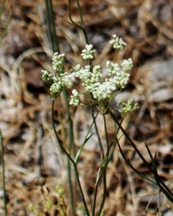 Perideridia parishii