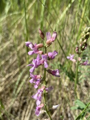 Astragalus flexuosus